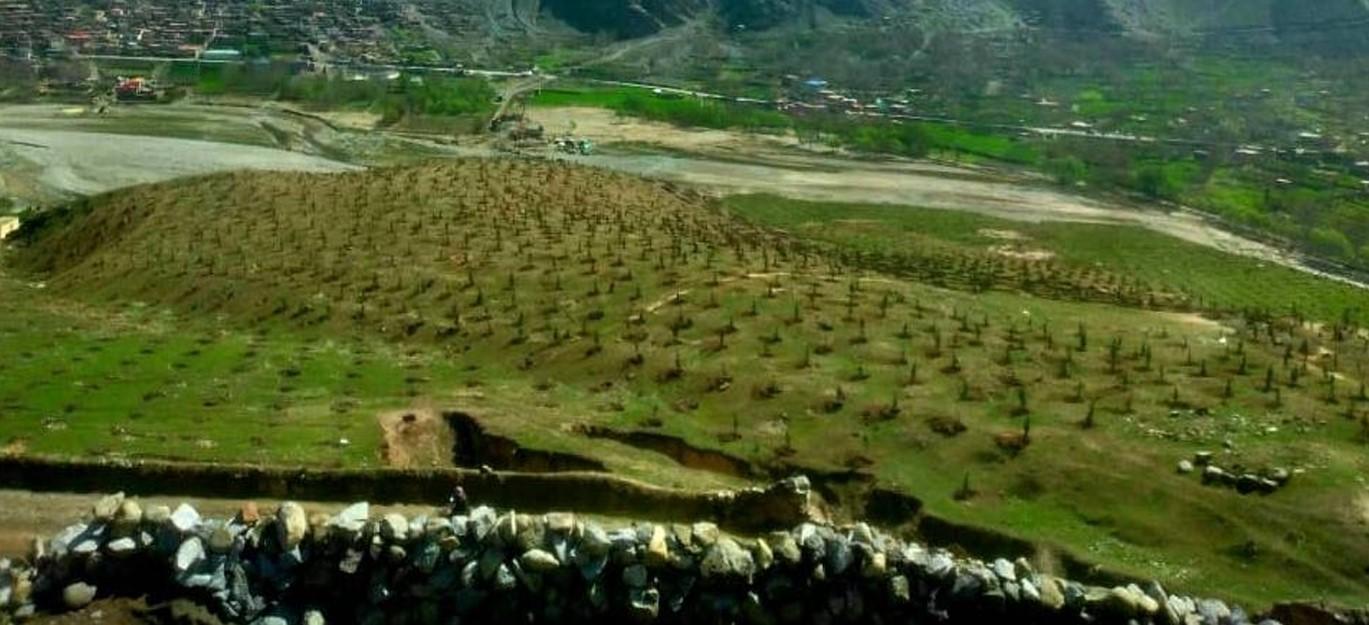 Tree Plantation Project