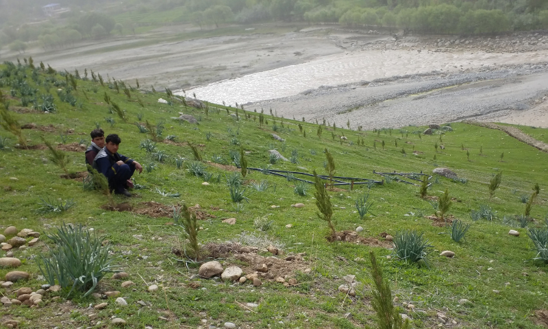 Tree Plantation Project